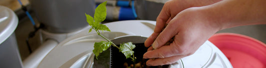 How to Plant Clones in the V-SYSTEM